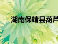 湖南保靖县葫芦中学学生示范手工插秧