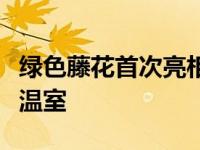 绿色藤花首次亮相布里斯托尔大学植物园热带温室