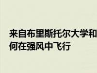 来自布里斯托尔大学和皇家兽医学院的科学家发现了鸟类如何在强风中飞行