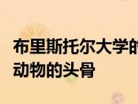 布里斯托尔大学的本科生重建了两种古代爬行动物的头骨