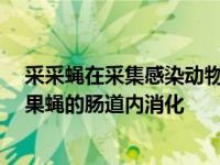 采采蝇在采集感染动物的血液时 会吸收微生物的血液 并在果蝇的肠道内消化