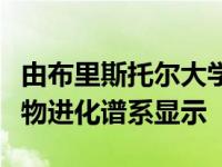 由布里斯托尔大学研究人员领导的一个新的植物进化谱系显示