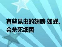 有些昆虫的翅膀 如蝉、蜻蜓等 有纳米柱状结构 一旦接触就会杀死细菌