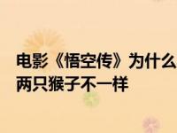 电影《悟空传》为什么不找个六岁的小男孩来演孙悟空？这两只猴子不一样