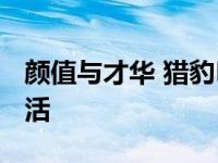 颜值与才华 猎豹Mattu实力 诠释更高品质生活