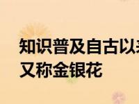 知识普及自古以来被称为清热解毒的金银花 又称金银花