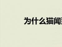 为什么猫闻到臭脚后会张开嘴？