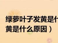 绿萝叶子发黄是什么原因引起的（绿萝叶子发黄是什么原因）