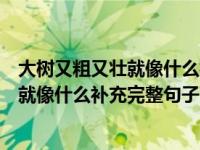 大树又粗又壮就像什么补充完整句子二年级（大树又粗又壮就像什么补充完整句子）