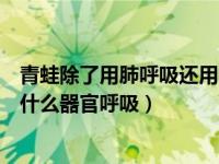 青蛙除了用肺呼吸还用哪个器官呼吸（青蛙除了用肺外还用什么器官呼吸）