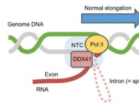 DDX41：维持基因组稳定性的关键核参与者