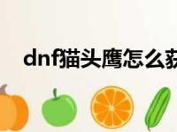 dnf猫头鹰怎么获得（dnf猫头鹰是什么）