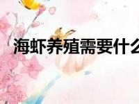 海虾养殖需要什么条件和技术（海虾养殖）