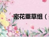 密花薹草组（关于密花薹草组介绍）