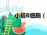 小前B细胞（关于小前B细胞介绍）