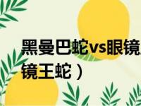 黑曼巴蛇vs眼镜王蛇谁厉害（黑曼巴蛇vs眼镜王蛇）