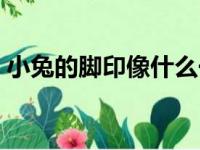 小兔的脚印像什么一样（小兔的脚印像什么）