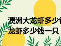 澳洲大龙虾多少钱一斤市场价2023（澳洲大龙虾多少钱一只）