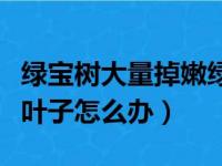 绿宝树大量掉嫩绿叶子是什么原因（绿宝树掉叶子怎么办）