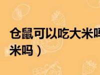 仓鼠可以吃大米吗最少吃几个（仓鼠可以吃大米吗）