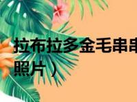 拉布拉多金毛串串狗特征（金毛拉布拉多串串照片）