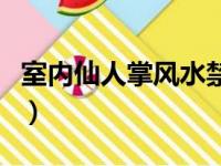 室内仙人掌风水禁忌（仙人掌花语象征与寓意）