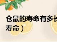 仓鼠的寿命有多长?死前有什么征兆?（仓鼠的寿命）