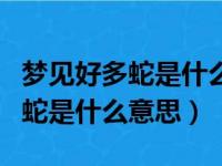 梦见好多蛇是什么意思有什么预兆（梦见好多蛇是什么意思）