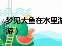 梦见大鱼在水里游动的禁忌（梦见大鱼在水里游）