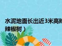 水泥地面长出近3米高辣椒树会死吗（水泥地面长出近3米高辣椒树）