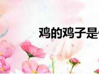 鸡的鸡子是什么（鸡子是什么）