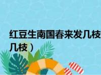 红豆生南国春来发几枝红豆产自哪个省（红豆生南国春来发几枝）