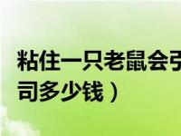 粘住一只老鼠会引来更多的吗（叫一次灭鼠公司多少钱）