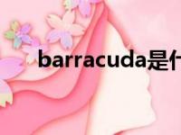 barracuda是什么牌子（barracuda）