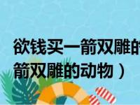 欲钱买一箭双雕的动物指什么生肖（欲钱买一箭双雕的动物）