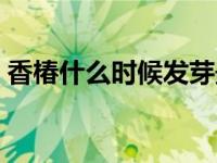 香椿什么时候发芽最好（香椿什么时候发芽）