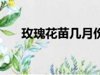 玫瑰花苗几月份移栽最好（玫瑰花苗）