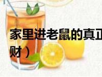 家里进老鼠的真正预兆（家里出现老鼠预示发财）