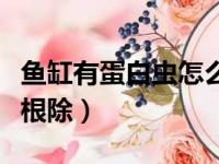 鱼缸有蛋白虫怎么根除呢（鱼缸有蛋白虫怎么根除）