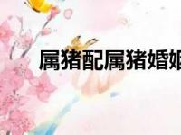 属猪配属猪婚姻怎么样（属猪配属猪）