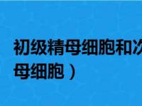 初级精母细胞和次级精母细胞的区别（初级精母细胞）