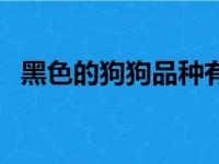 黑色的狗狗品种有哪些（黑色的狗狗品种）