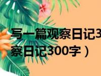 写一篇观察日记300字四年级薄荷（写一篇观察日记300字）