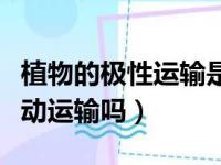 植物的极性运输是主动运输吗（极性运输是主动运输吗）