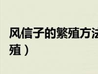 风信子的繁殖方法和注意事项（风信子怎么繁殖）