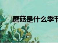 蘑菇是什么季节的蔬菜（蘑菇是什么）