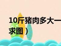 10斤猪肉多大一块求图（十斤猪肉多大一块求图）