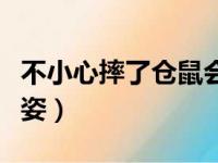 不小心摔了仓鼠会记仇吗（仓鼠信任主人的睡姿）