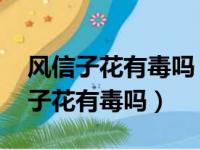 风信子花有毒吗 适合在室内养吗视频（风信子花有毒吗）