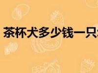 茶杯犬多少钱一只幼崽（茶杯狗多少钱一只）